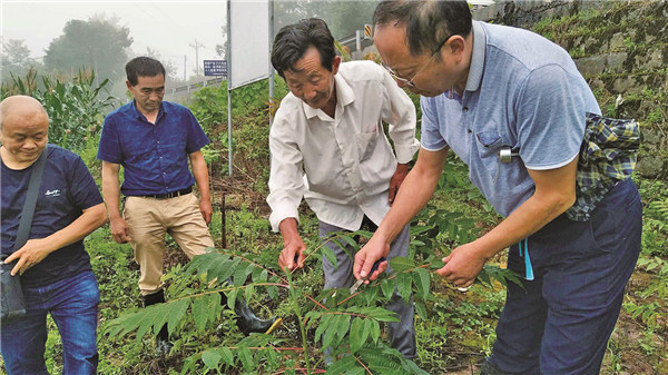 名山街道最新新闻，社区发展与创新引领开启新篇章