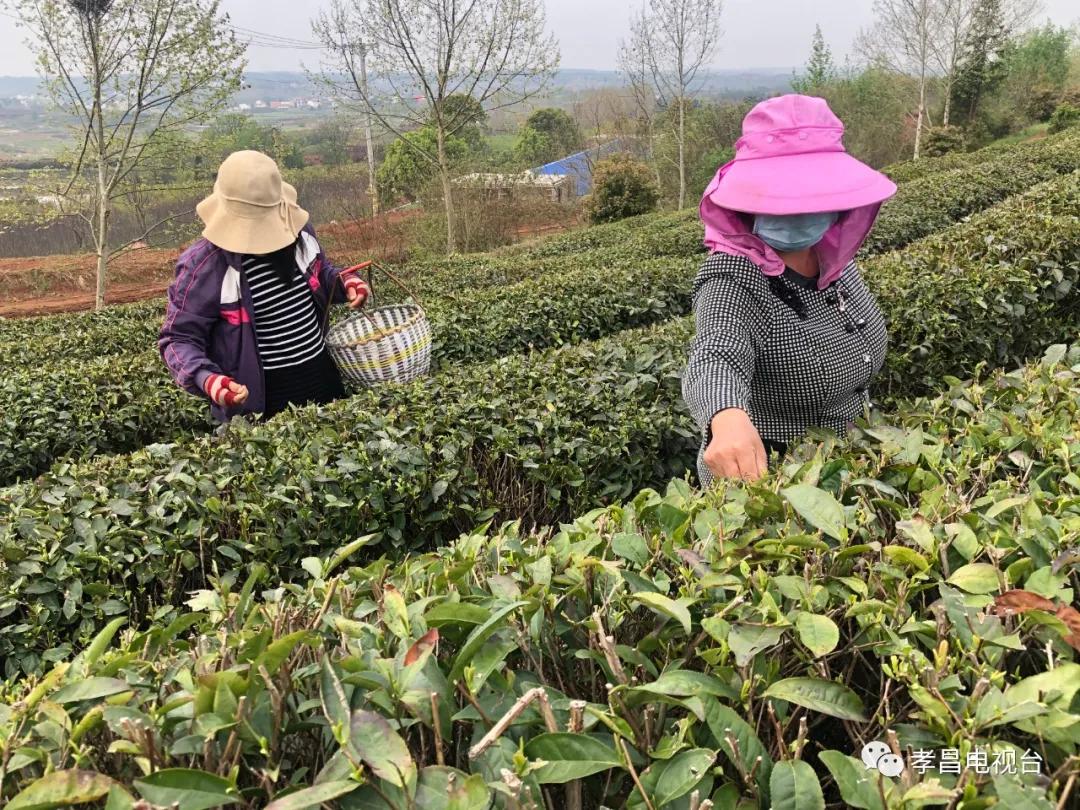 孝昌县防疫检疫站最新动态报道