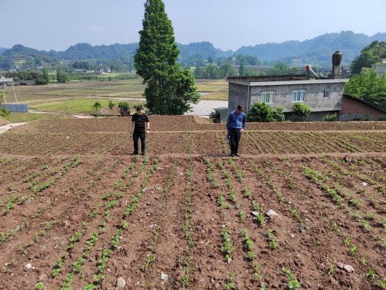 历下区农业农村局最新项目，推动农业现代化与乡村振兴