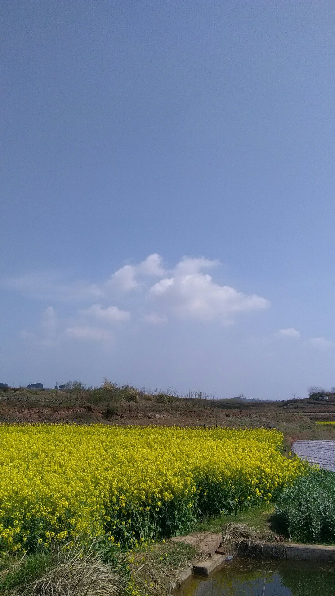 安洲街道最新天气预报