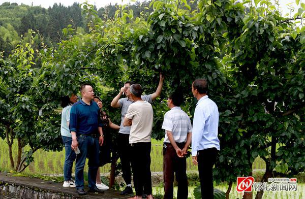 炯龙村新领导，引领乡村发展的新时代领航者